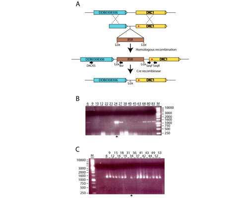 北京代怀助孕,2026北京产假多少天？北京新产假标准？