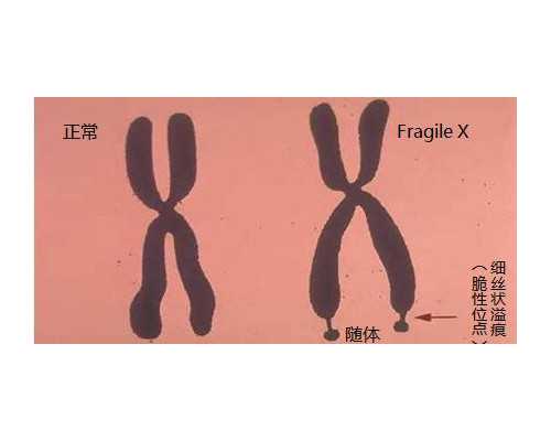 北京供卵去哪里,北京最大的供卵机构,北京供卵机构