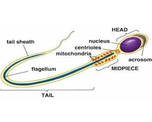 北京拉拉代孕网,北京天伦医院简介，北京天伦医院有*
