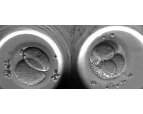 北京供卵助孕公司,【北京单独二胎】北京二胎新政策新动向