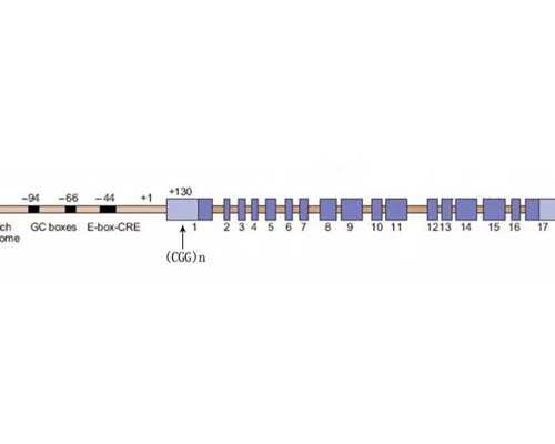 北京代怀孩子男孩,北京供卵咨询李广,北京供卵有名李广