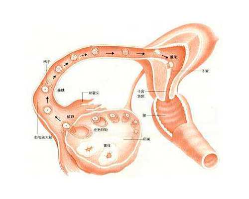 3分钟弄清妊娠月经是什么意思，颜色、血量为主要特点