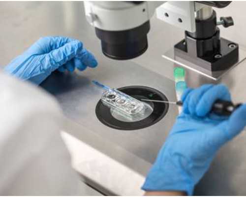 试管婴儿中的囊胚移植是什么？