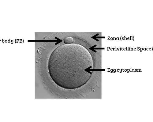 北京专业代孕成功率,北京供卵成功案例2026年，北京协和医院供卵