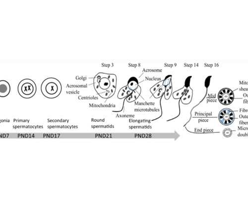 2026广东民间借卵试管机构包男孩多少钱？附费用明细？