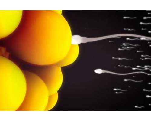 高龄试管生男孩多少钱？附费用明细？