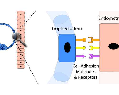 北京代怀试管生子,北京三孩政策有奖励吗北京三孩生育政策2026