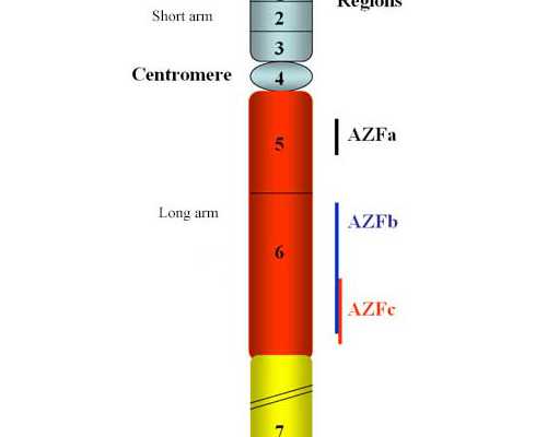 造成稽留流产的原因是什么
