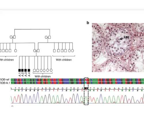 北京专业供卵代孕公司,北京妇产医院试管过程,北京妇产医院是几代试管