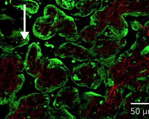 北京借卵自怀条件,北京精子库储存医院,北京哪家医院有精子库