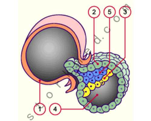 北京如何代生孩子,北京试管婴儿排名前北京十大试管婴儿医院排名